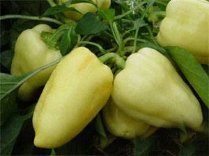 High-yielding varieties of sweet pepper