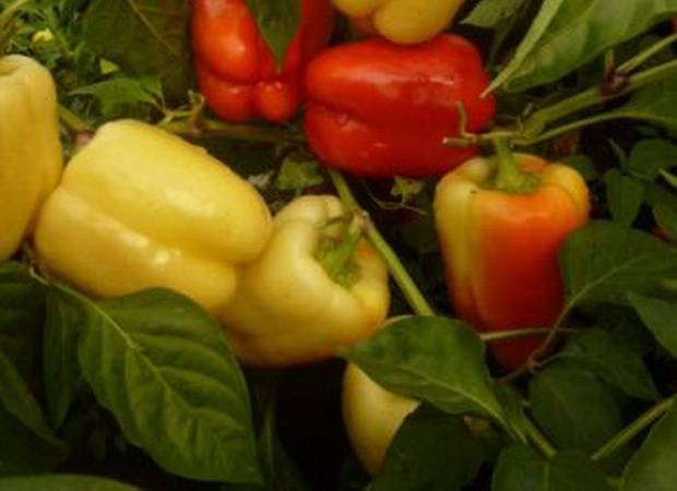 High-yielding varieties of sweet pepper