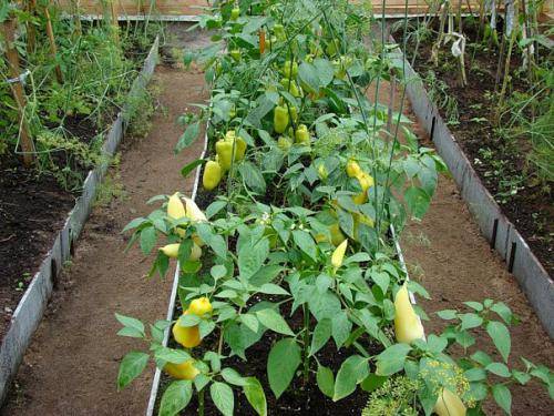 High-yielding varieties of sweet pepper