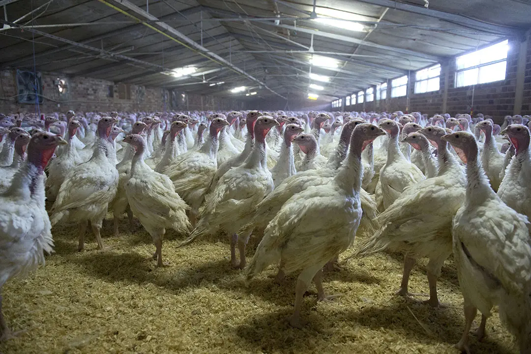 Highly pathogenic bird flu in Poland. The virus spreads to humans