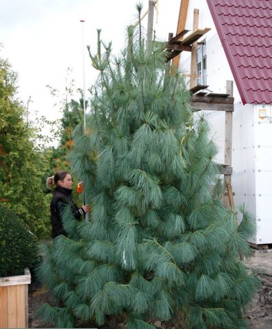 Himalayan pine: description and photo