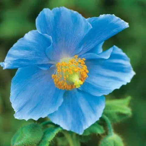 Himalayan poppy (meconopsis): planting and care in the open field, photo