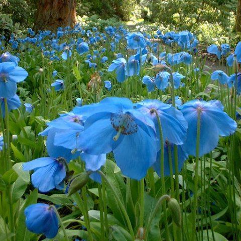 Himalayan poppy (meconopsis): planting and care in the open field, photo