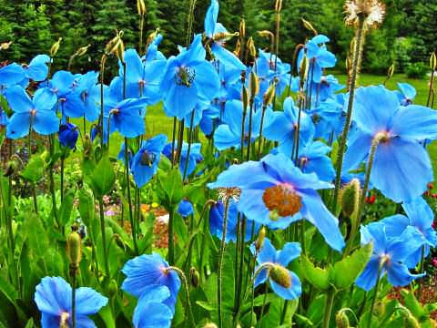 Himalayan poppy (meconopsis): planting and care in the open field, photo