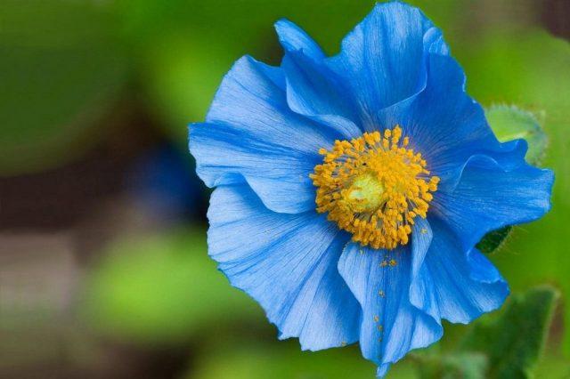 Himalayan poppy (meconopsis): planting and care in the open field, photo