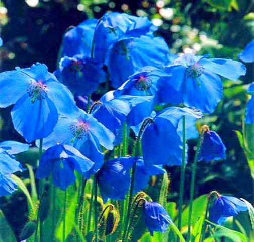 Himalayan poppy (meconopsis): planting and care in the open field, photo