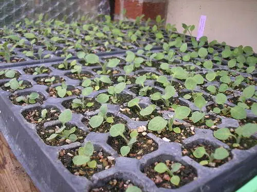 Himalayan poppy (meconopsis): planting and care in the open field, photo