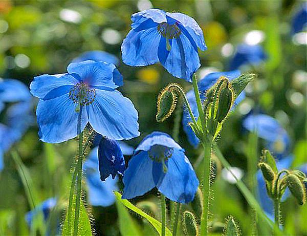 Himalayan poppy (meconopsis): planting and care in the open field, photo