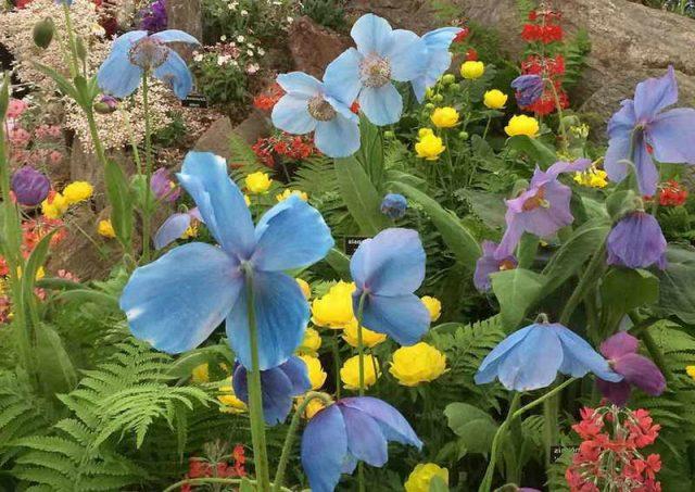 Himalayan poppy (meconopsis): planting and care in the open field, photo