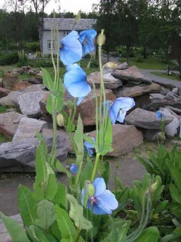 Himalayan poppy (meconopsis): planting and care in the open field, photo