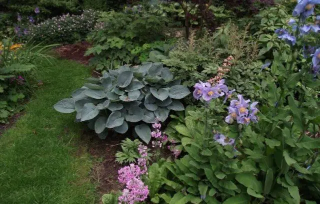 Himalayan poppy (meconopsis): planting and care in the open field, photo