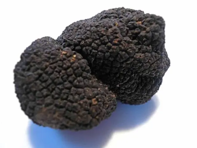 Himalayan truffle: edibility, description and photo