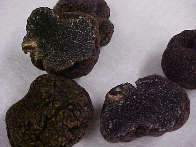 Himalayan truffle (Tuber himalayense) photo and description