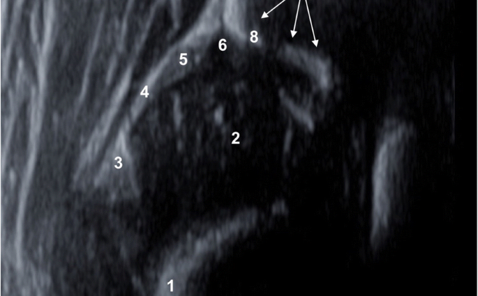 Hip ultrasound &#8211; when to do it and what diseases can it detect? Preparation and course of the study