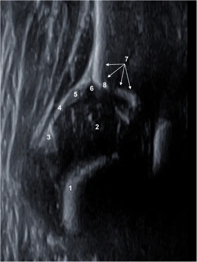 Hip ultrasound &#8211; when to do it and what diseases can it detect? Preparation and course of the study