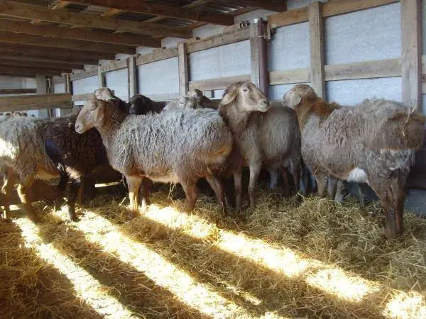 Hissar sheep 