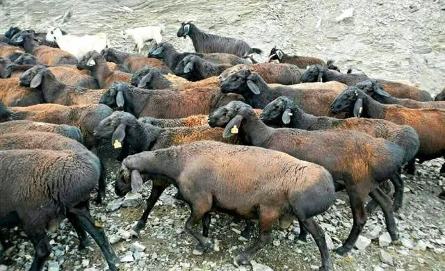 Hissar sheep 