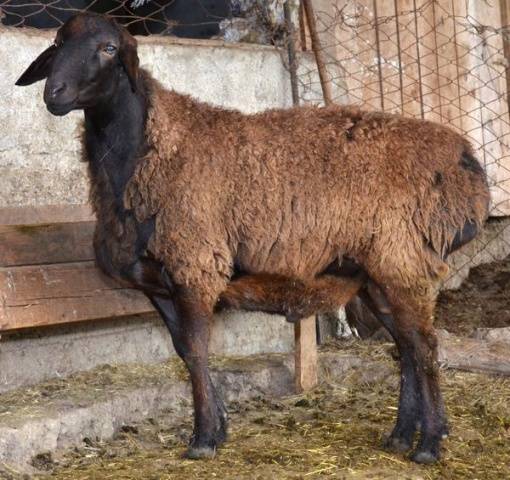 Hissar sheep 