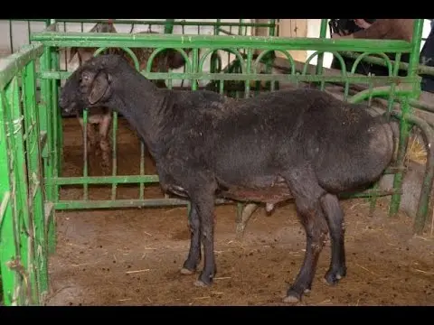 Hissar sheep 