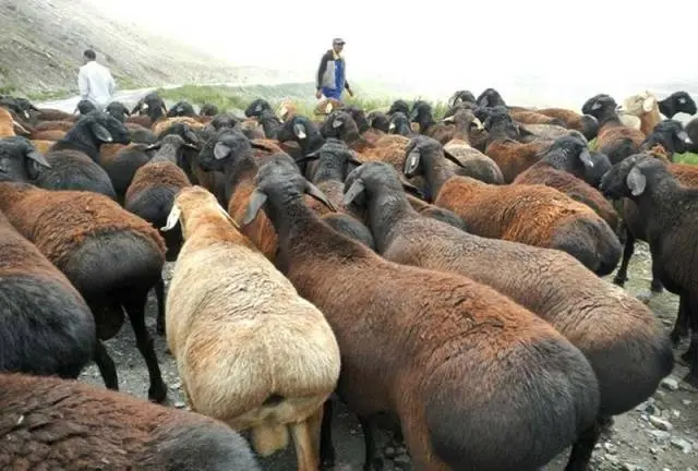 Hissar sheep 