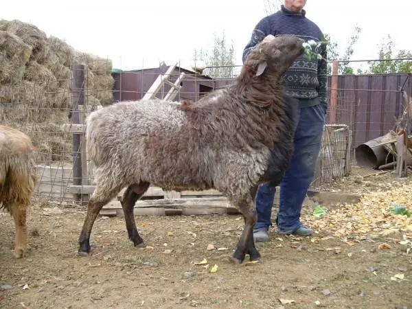 Hissar sheep 