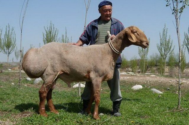 Hissar sheep 