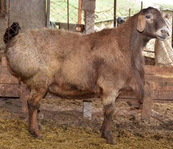 Hissar sheep 