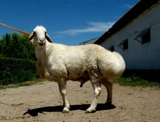 Hissar sheep 