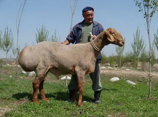 Hissar sheep 