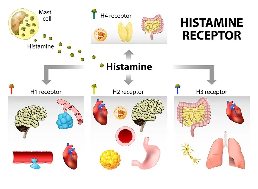 Histamine &#8211; role, action, intolerance. Histamine and allergy