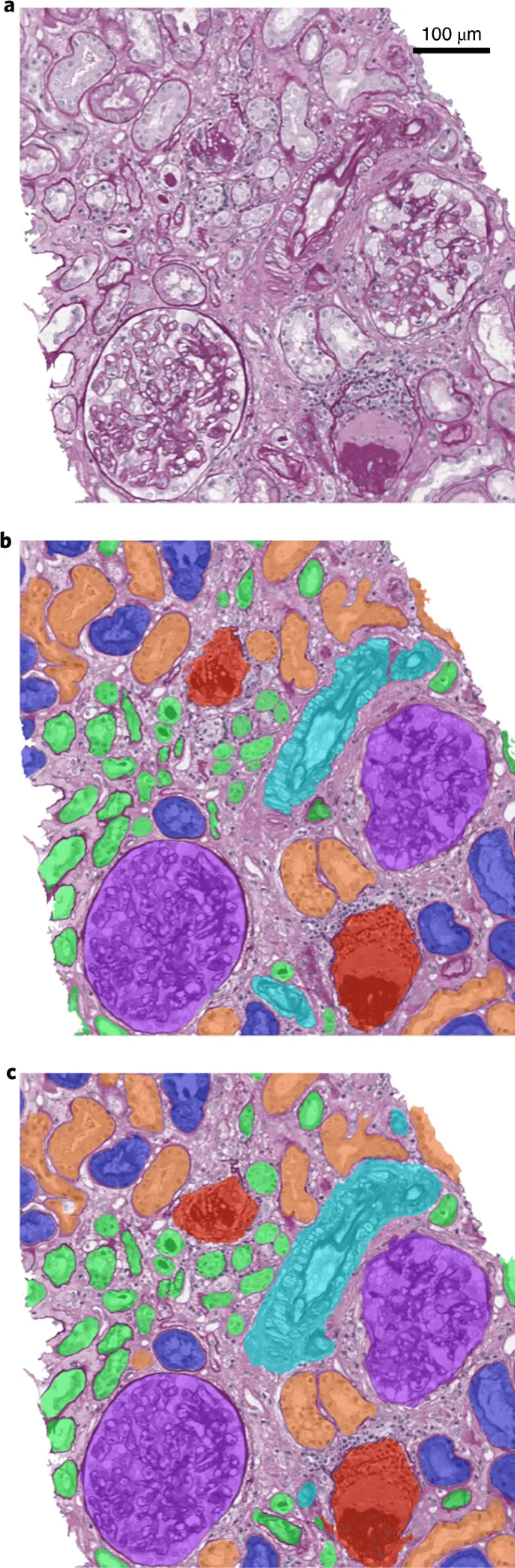 Histopathological examination &#8211; should you be afraid?