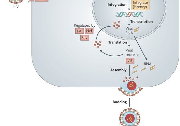 HIV drug possible within three years