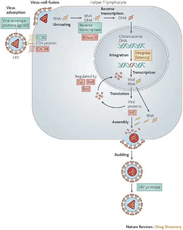 HIV drug possible within three years