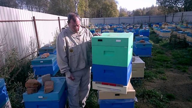 Hive Nizhegorodets