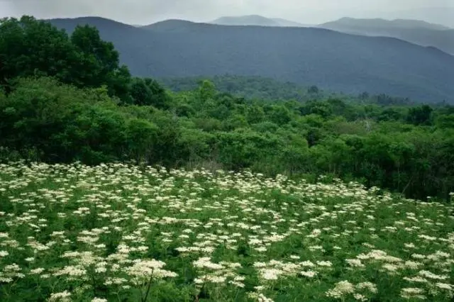 Hogweed: plant photo, burns