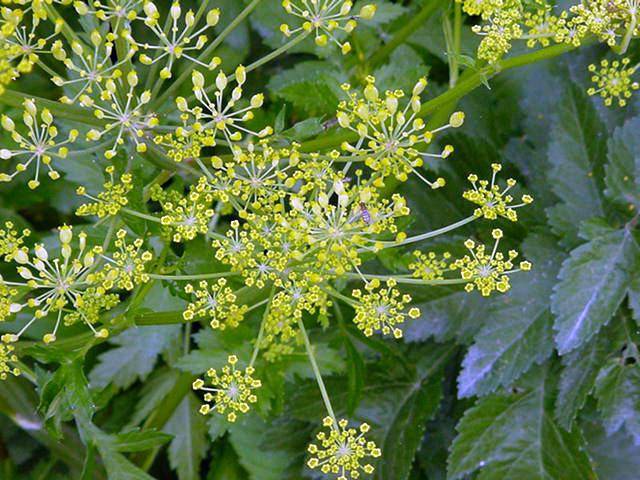 Hogweed: plant photo, burns