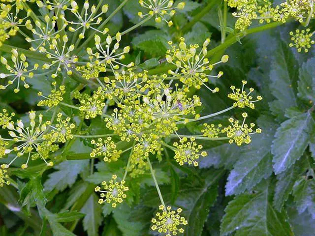 Hogweed: plant photo, burns