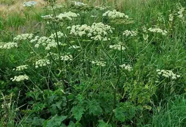 Hogweed: plant photo, burns