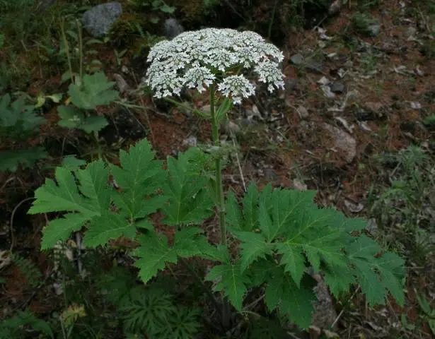 Hogweed: plant photo, burns