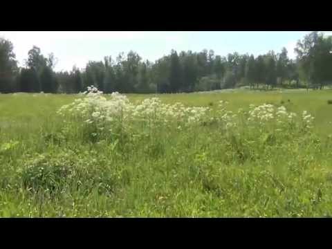 Hogweed: plant photo, burns