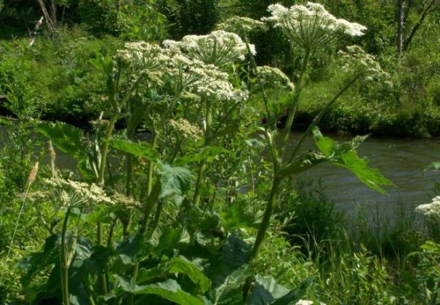 Hogweed: plant photo, burns