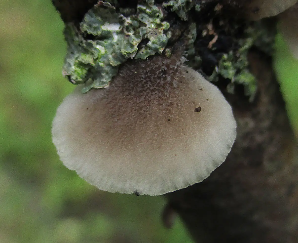 Hohenbuehelia gray (Hohenbuehelia grisea) photo and description