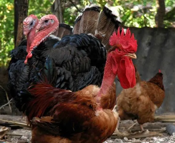 Hole-necked chickens (Spanish flu): characteristics and photos