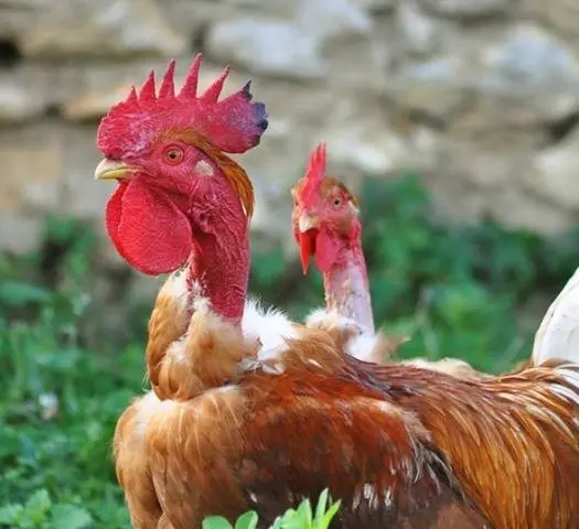 Hole-necked chickens (Spanish flu): characteristics and photos