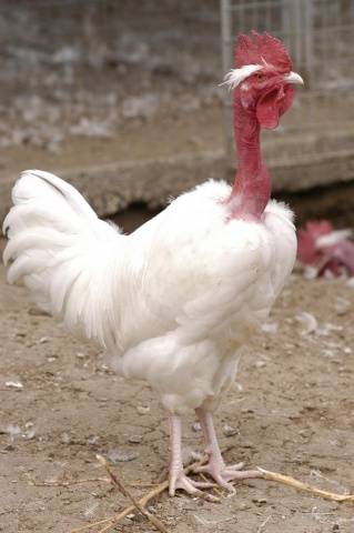 Hole-necked chickens (Spanish flu): characteristics and photos