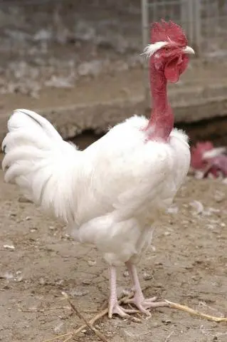 Hole-necked chickens (Spanish flu): characteristics and photos