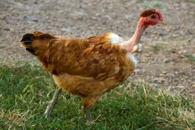 Hole-necked chickens (Spanish flu): characteristics and photos