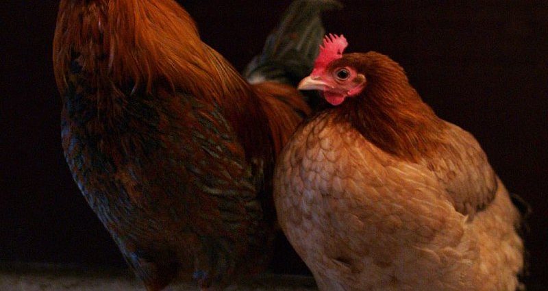 Hole-necked chickens (Spanish flu): characteristics and photos