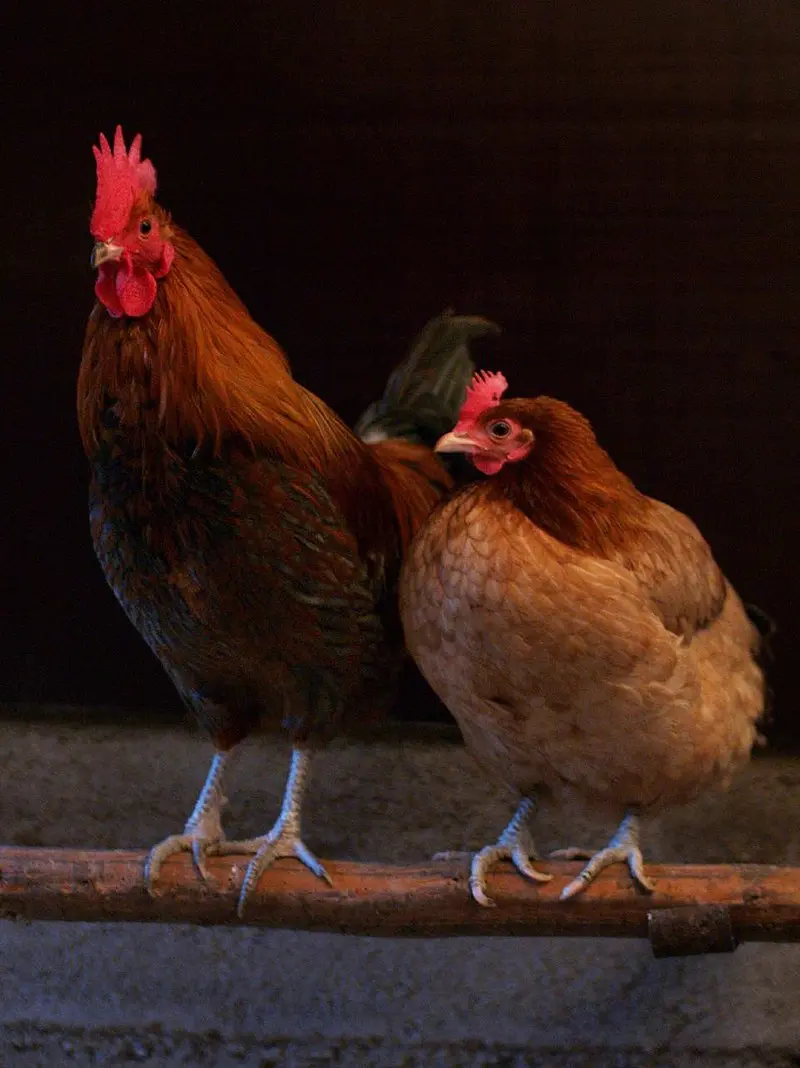 Hole-necked chickens (Spanish flu): characteristics and photos