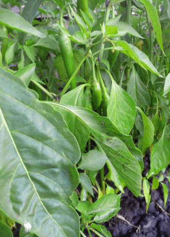 Holes on pepper leaves: why they appeared on seedlings, what to do